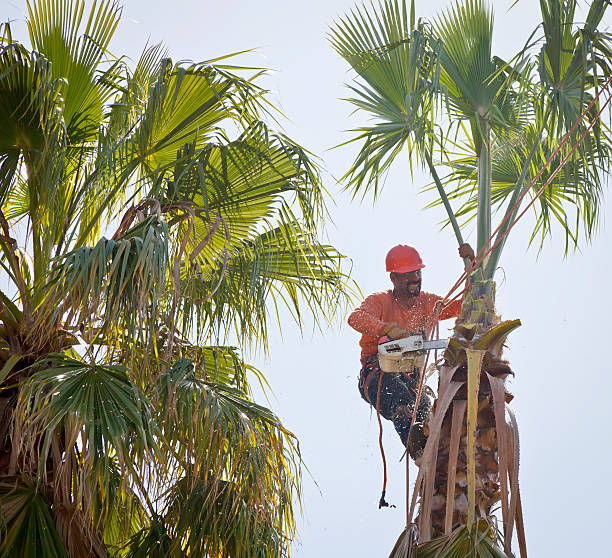 How Our Tree Care Process Works  in  Wailea, HI