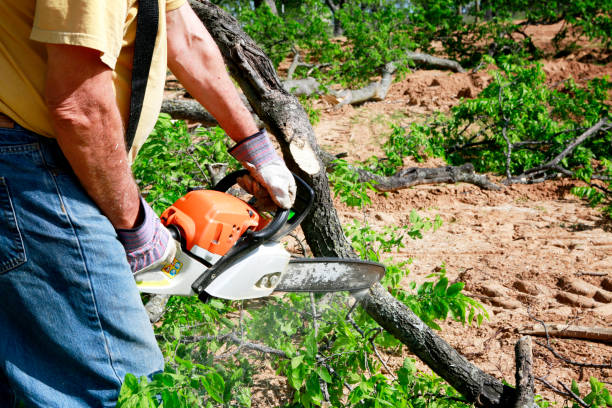 Best Emergency Tree Removal  in Wailea, HI